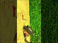 Excavator video #shorts #shortsfeed #shortsviral #excavator #machine #jcb