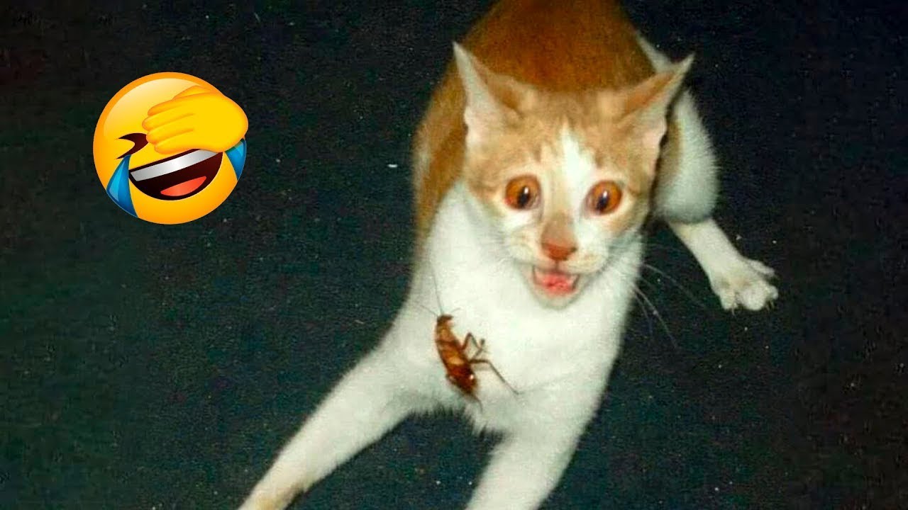 Cats Compilation Cat Funny Animals Ever Cat Funny Videos 😹 2025 New Cat  Funny Video 🤣, image size:1280x720