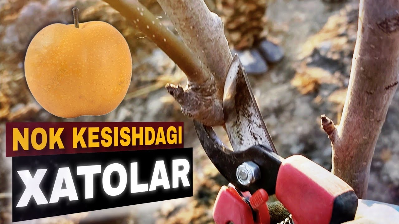 Nok kesishdagi xatolar | Koreyskiy nok daraxtiga shakl berish