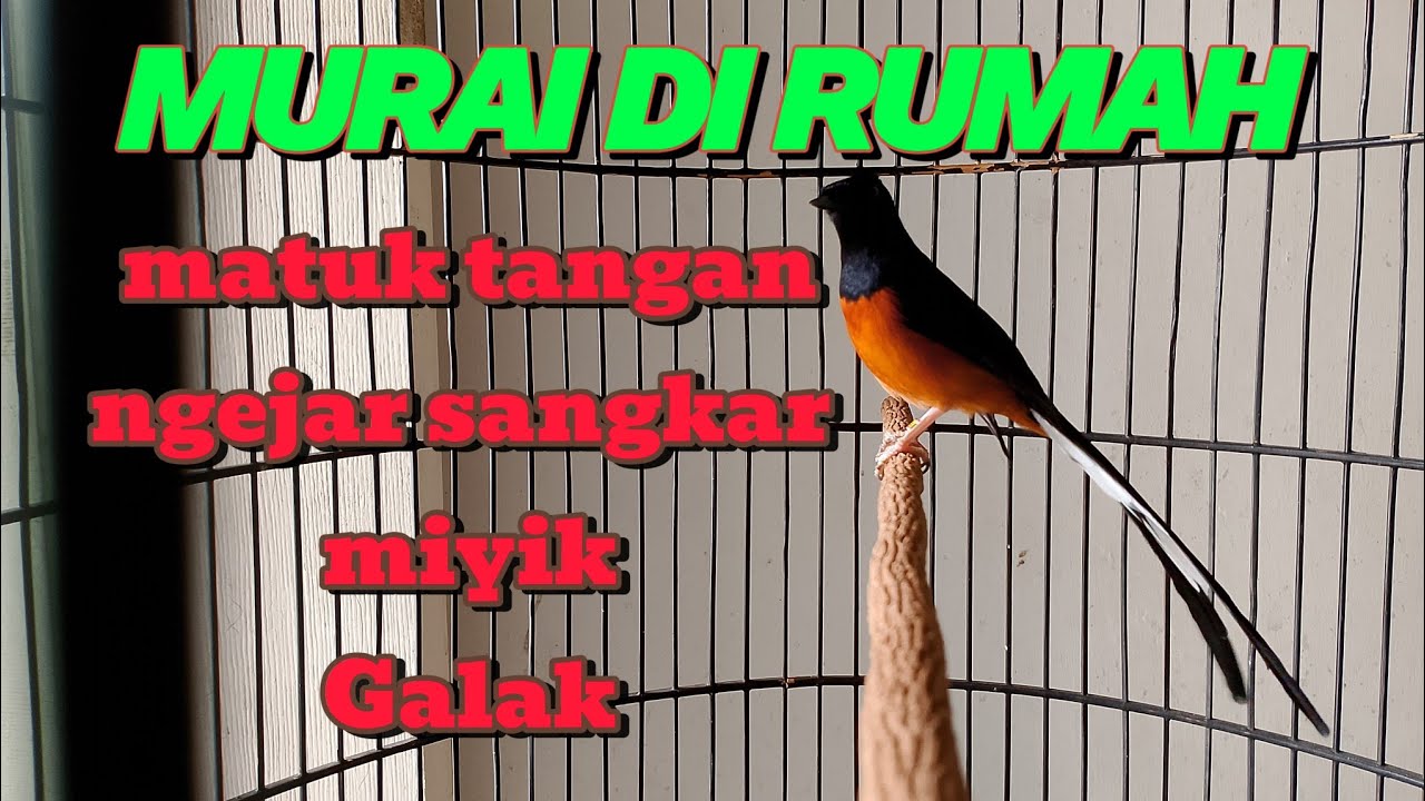 PENYEBAB MURAI SAAT DIRUMAH MIYIK, PATUK TANGAN, GALAK, NGEJAR2 SANGKAR