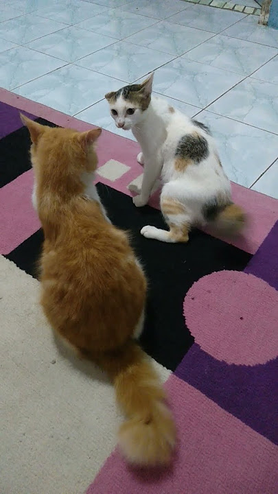 kucing betina berantem rebutan kucing jantan