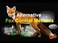 Alternative Fox Control Methods, Plus 5 Foxes Shot Using NiteSite.