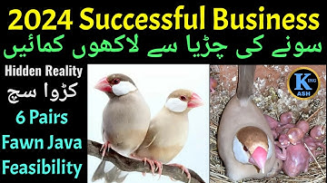 Fawn Java sparrow feasibility report | Java bird business | Small business plan | Java Finch | birds