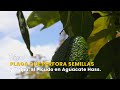 Plaga que Perfora Semillas y Pulpa: El Picudo en Aguacate Hass - TvAgro por Juan Gonzalo Angel