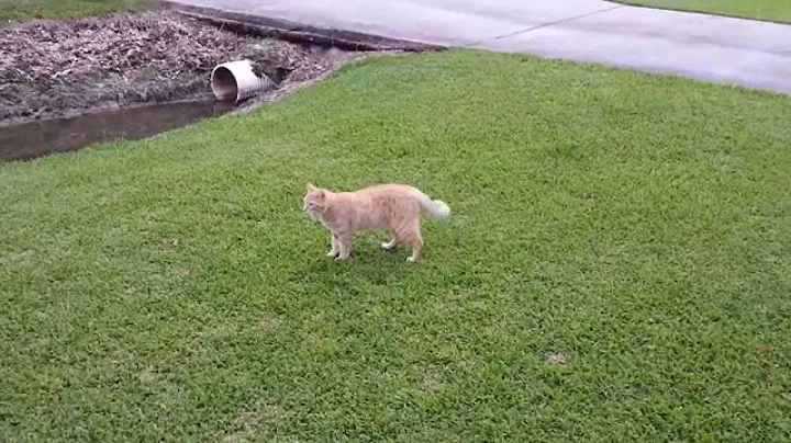 Cat vs Dragonflies