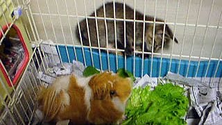 猫の赤ちゃん キジトラ４