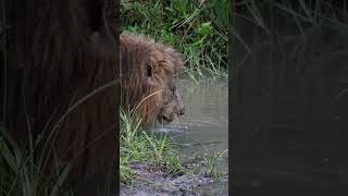 🎬BIG LION DRINKS WATER