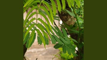 Gravity burps jellyfish