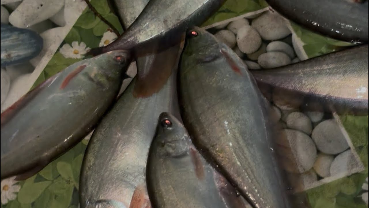 CÂU TỪ GÒ CÔNG VỀ TÂN PHƯỚC HƠN 100KM ĐƯỢC NHIÊU CÁ CŨNG TẠM ỔN