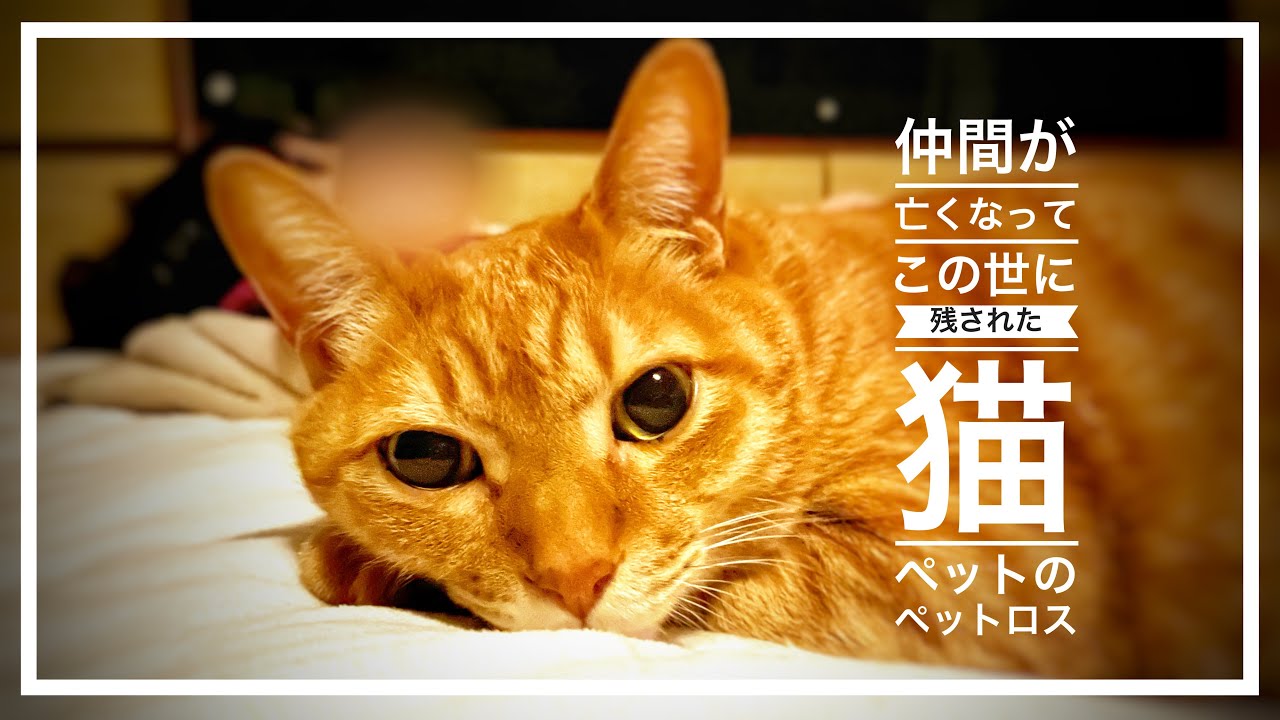 愛猫の死 便秘で病院に行ったはずなのに Youtube