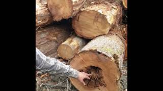 Log Scale Hack