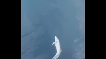 Cá Heo vui đùa trước mũi tàu #animals #dolphin #reels #relaxing #funny