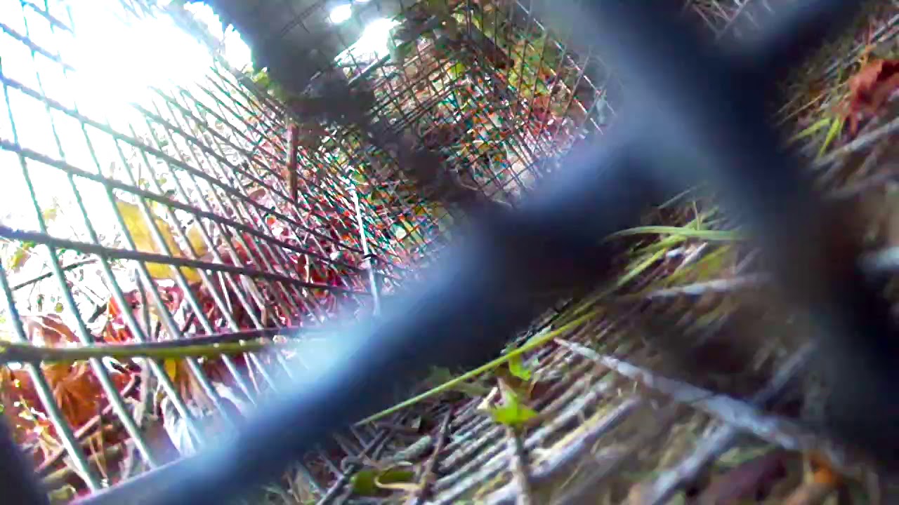 201908261828Trapping Rabbits Fail (2) YouTube