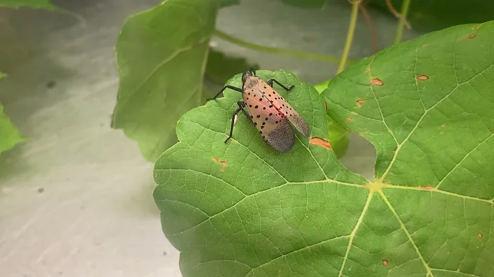 Researchers work on best ways to combat New Jersey’s spotted lanternfly infestation