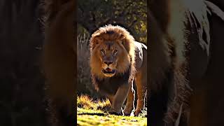 Lion King #lion #lionking #lionvoice #wildlife #naturelovers #lionroar #animalvideos #wildsound