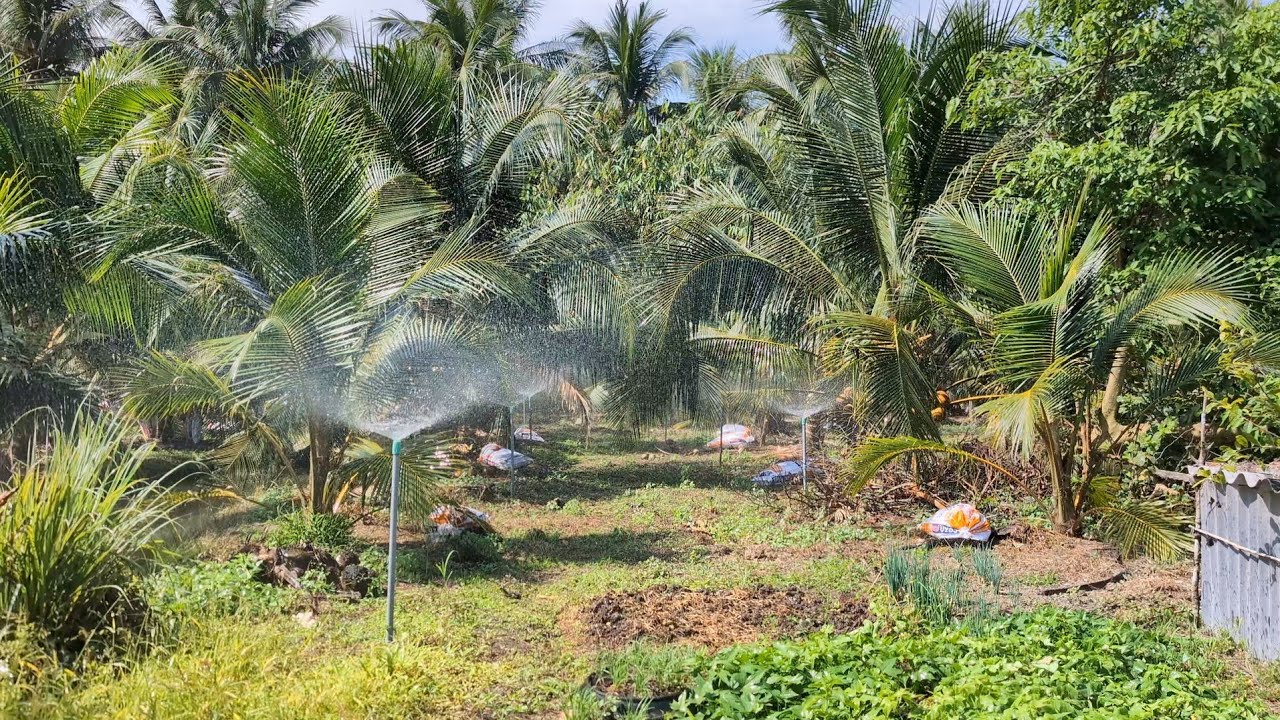 Chia sẽ hệ thống tưới phun mưa cho vườn dừa