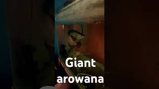 Giant monster fish jardini golden pearl arowana aquarium