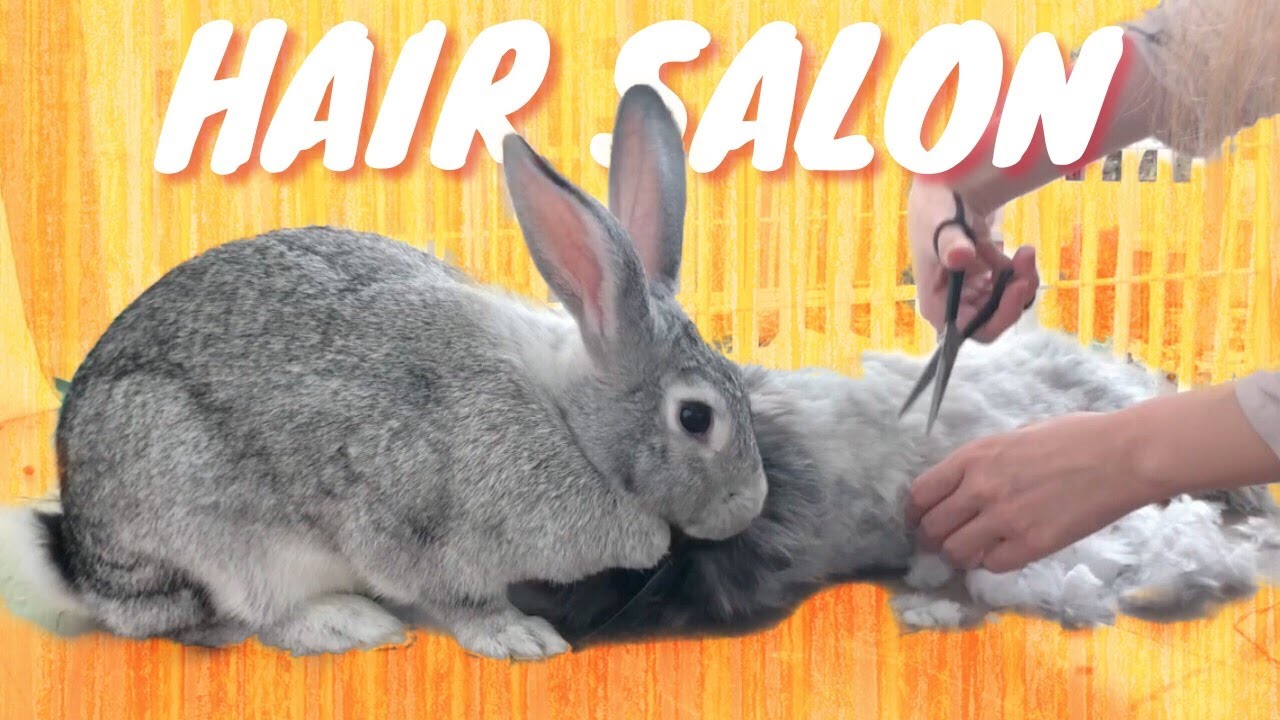How to trim your bunny's hair - YouTube