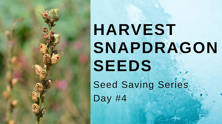 How To Harvest Snapdragon Seeds // Garden VLOG