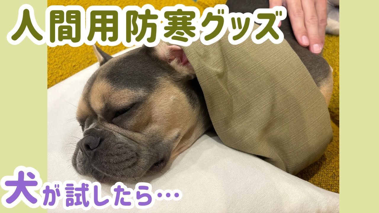 【検証】Amazonの防寒グッズを犬に試したら…気持ちよすぎてパパ絶望😱