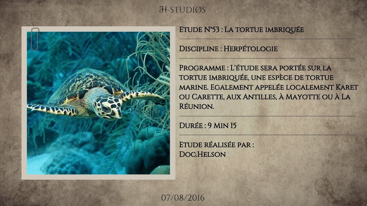LA TORTUE IMBRIQUÉE ERETMOCHELYS IMBRICATA Tortue à écailles. YouTube — free download