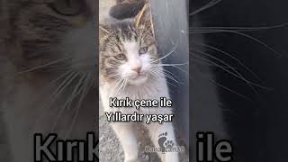 Tekirin Anısına लल Şfet