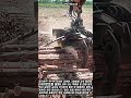 한 번에 움켜쥐고 싹둑! 임업용 그래플 톱 #process #grapple #saw #machinery #woodworking