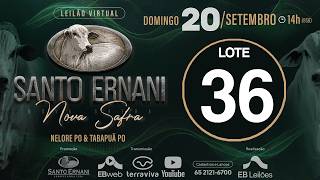 36 - LEILÃO VIRTUAL SANTO ERNANI NOVA SAFRA - 20/09/2026
