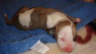 Litter CT14 - 100428
