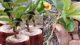 you must be asking questions,!!! Avocado shoot cuttings with banana stems can grow roots