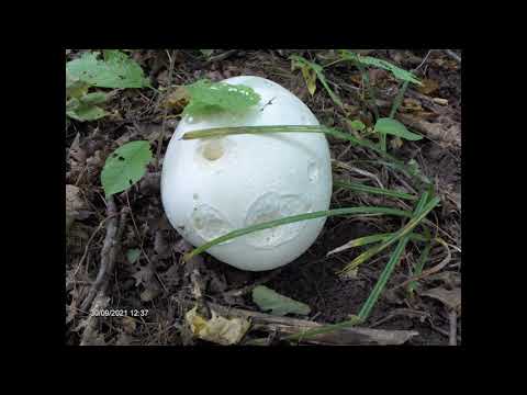 Гриб Дождевик гигантский, сбор и сушение .Puffball mushroom: how to dry for winter.