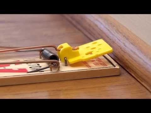 Video: Wie stellt man eine Mausefalle aus Metall auf?