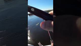 Big Crappie On Lake Okeechobee