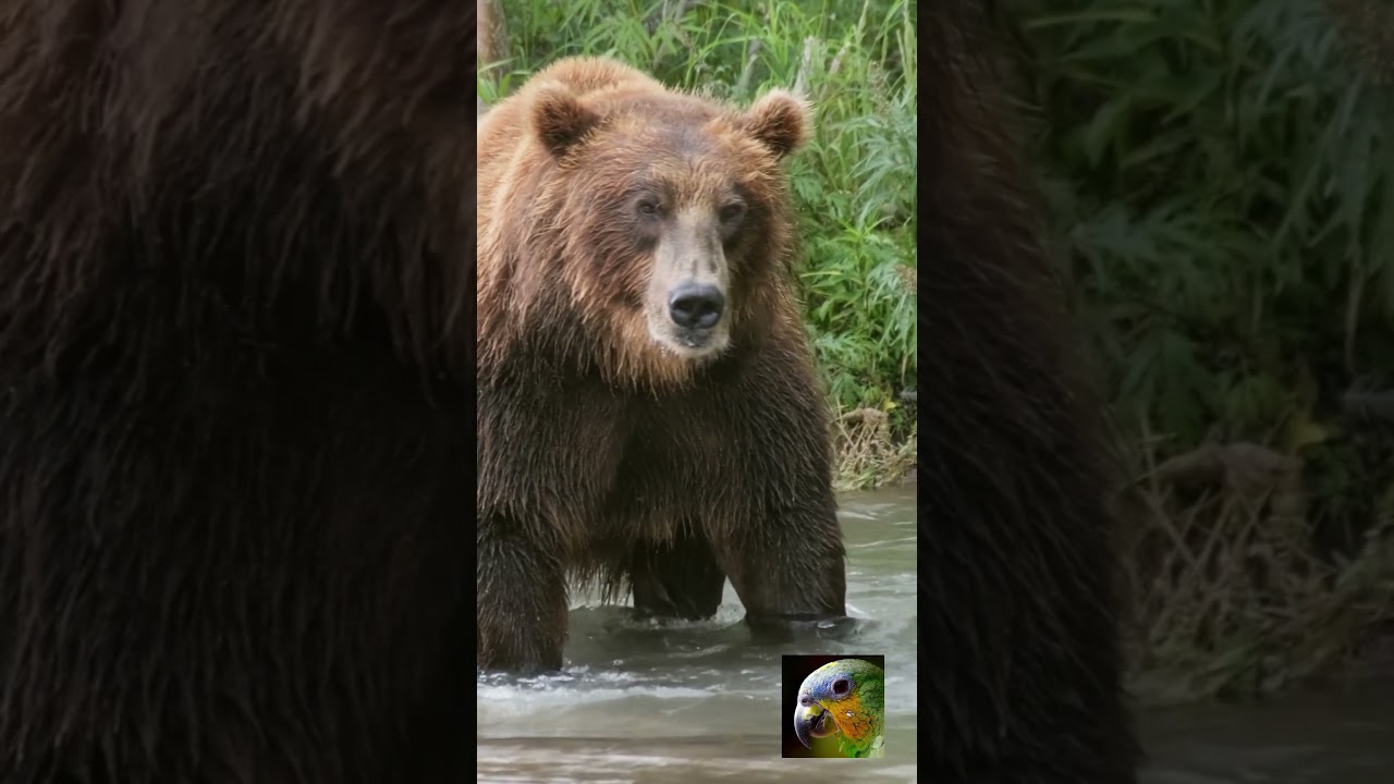 Two Bears  One River  No Backing Down