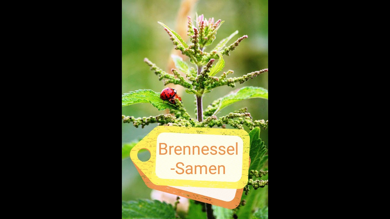 Brennesselsamen für mehr Lebenskraft. Entzündungshemmend und Wiesen-Viagra 