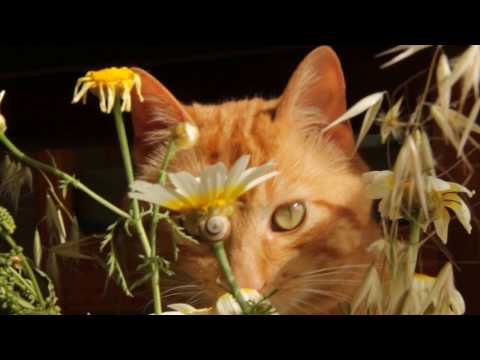 Red cat plays with bouquet of spring flowers.