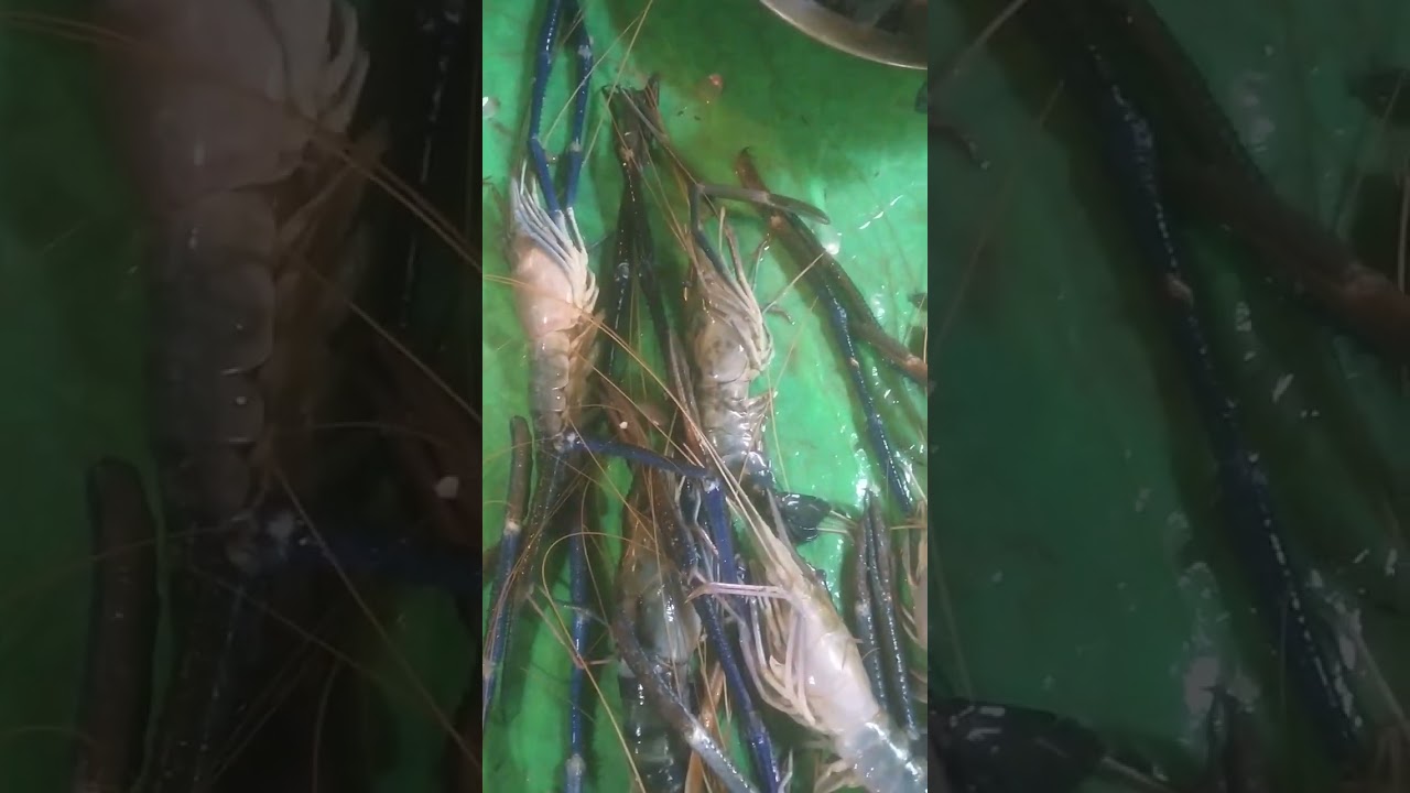 Ajke Darun boro boro Golda Chingri nilam... ❤️❤️❤️❤️❤️