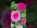 #lovely #davidaustin #roses