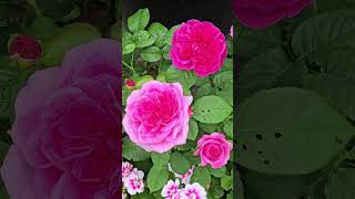 #lovely #davidaustin #roses