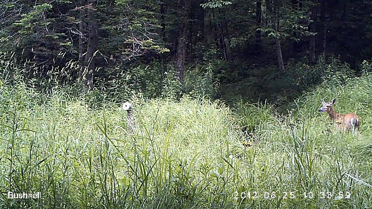 Fawn on the Bushnell 119476.AVI