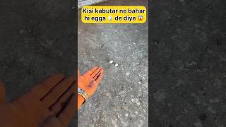 Kisi kabutar ne baahr hi eggs 🥚de diya 😳 #shorts #viral