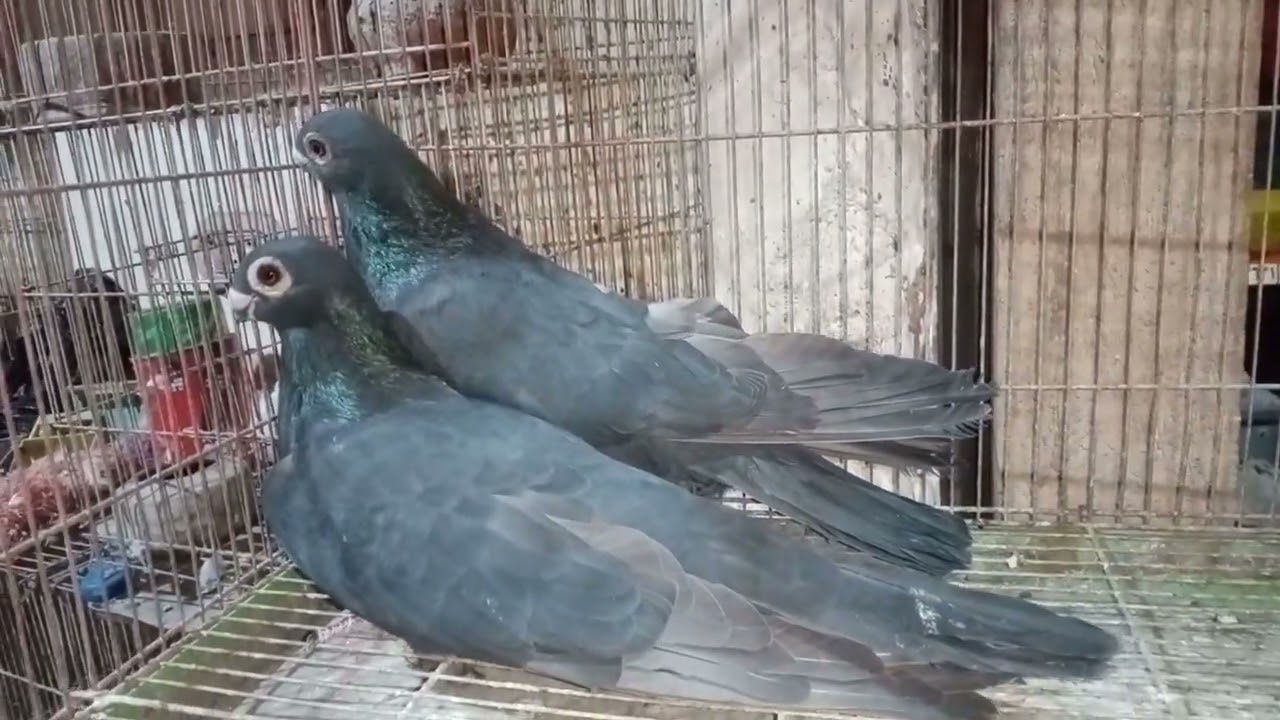 متع عينك الجديد شديد 01121766360