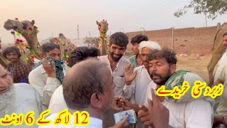 Big Deal - Camel Live Deal - Shahpur Kanjra Mandi 2023 by Lahore Pets  846 views 10 months ago 8 minutes, 4 seconds