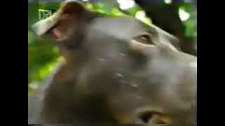 Ch V Savichs Iron Kid Rom