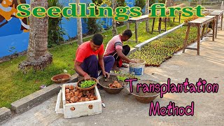 First Potting of Newly Grown Seedlings. Nursery Technique Revealed
