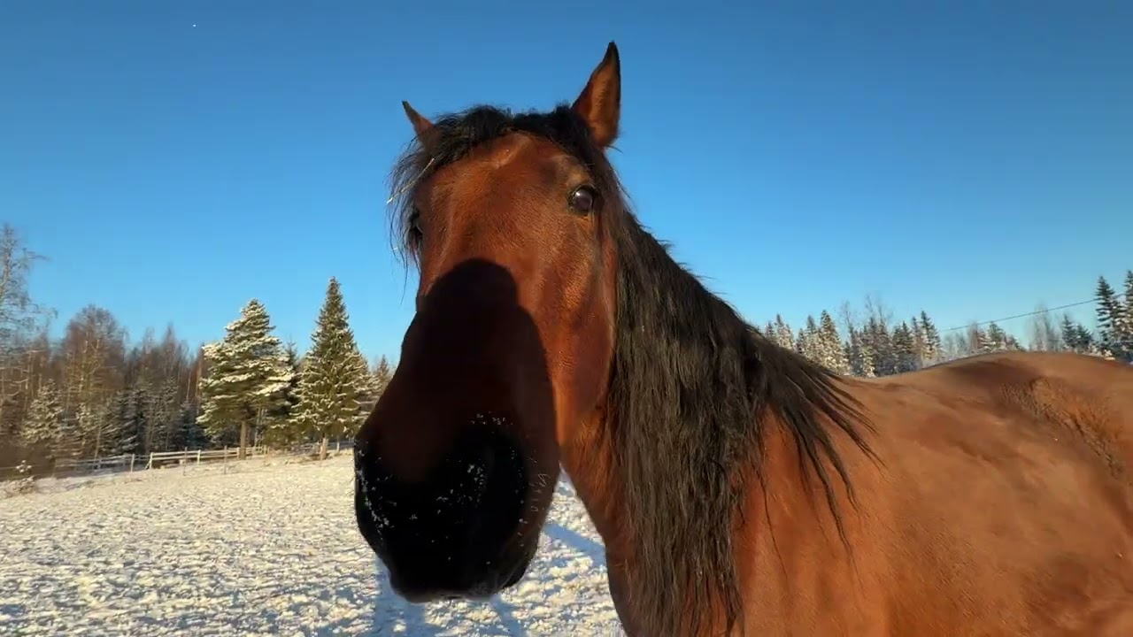 Холодно ли коням зимой?