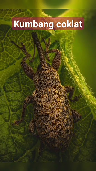 Kumbang Coklat #seranggaunik