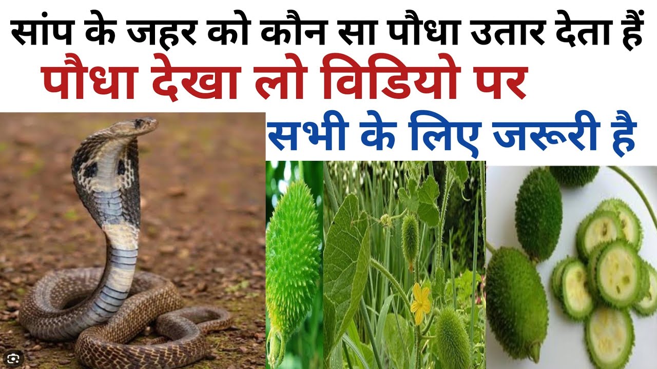 सांप के मुंह में कितने दांत होते हैं? Sap ke muh me kitne dat hote hai ...