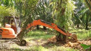 Tumbang Pohon Sawit Menggunakan Excavator Mini PC 50 Kubota