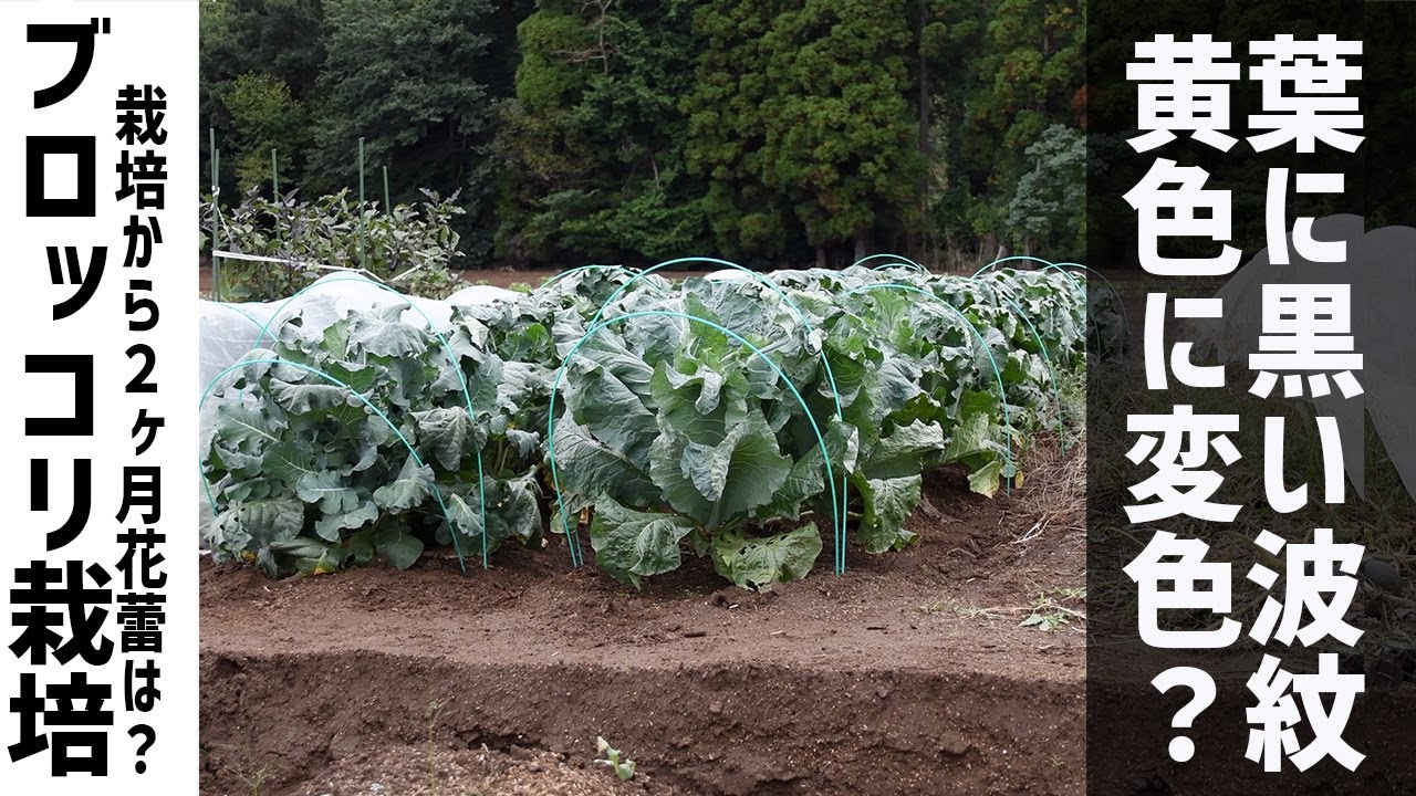 ブロッコリー栽培 生理障害と黒い波紋の病気が出ました Youtube